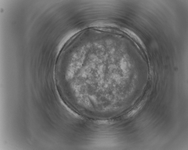 X0000074340855200609152120