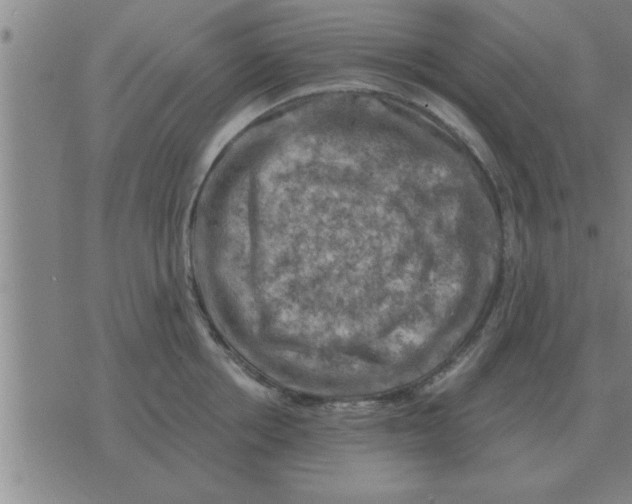 X0000074340858200609152120