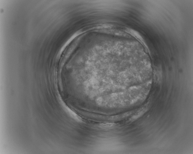 X0000074340859200609152120