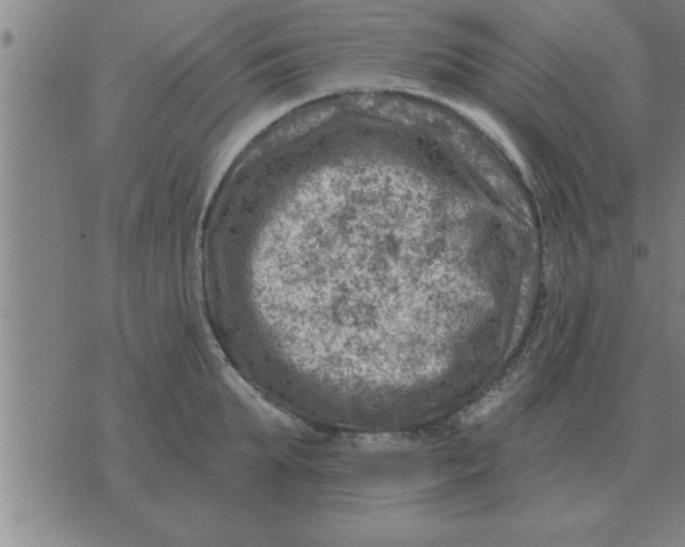 X0000074340903200609152119