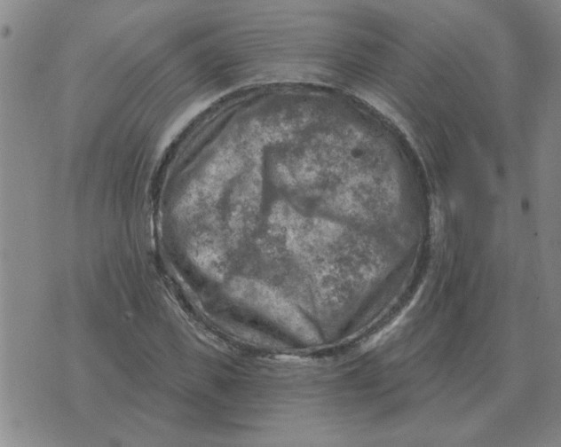 X0000074340925200609152118