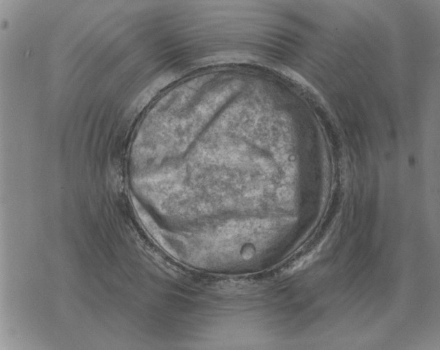 X0000074340929200609152118