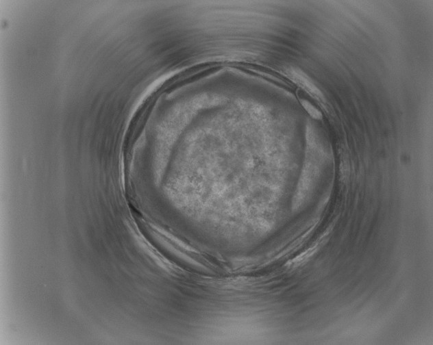 X0000074340940200609152118