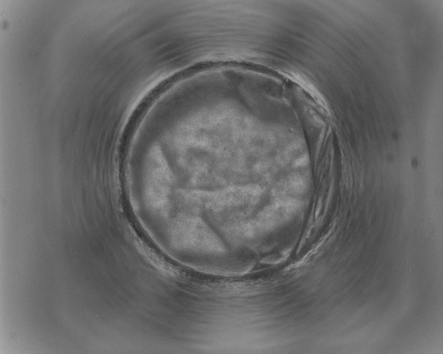 X0000074340976200609152118