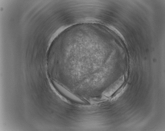 X0000074340989200609152117