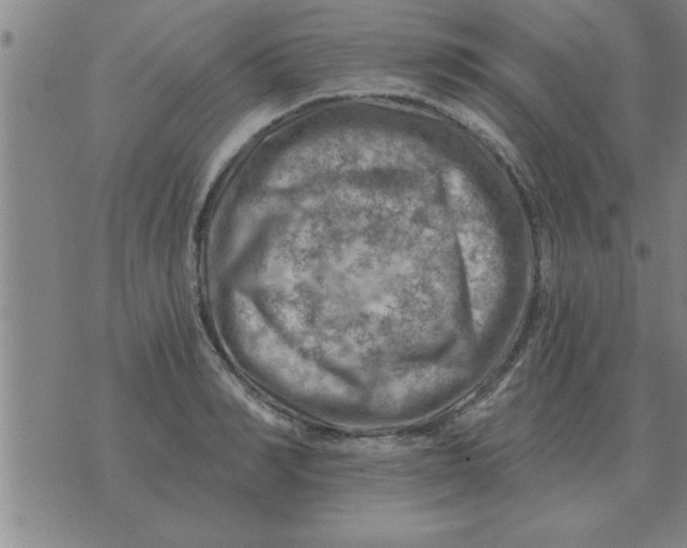 X0000074340990200609152117