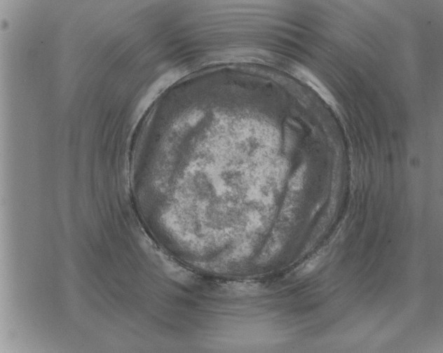 X0000074340994200609152117