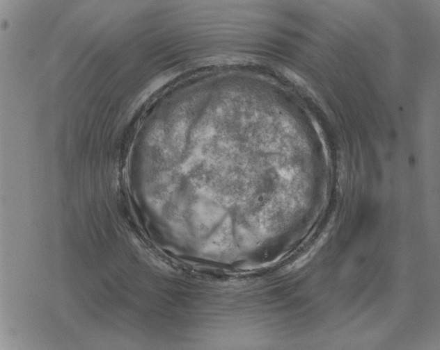 X0000074341017200609152116