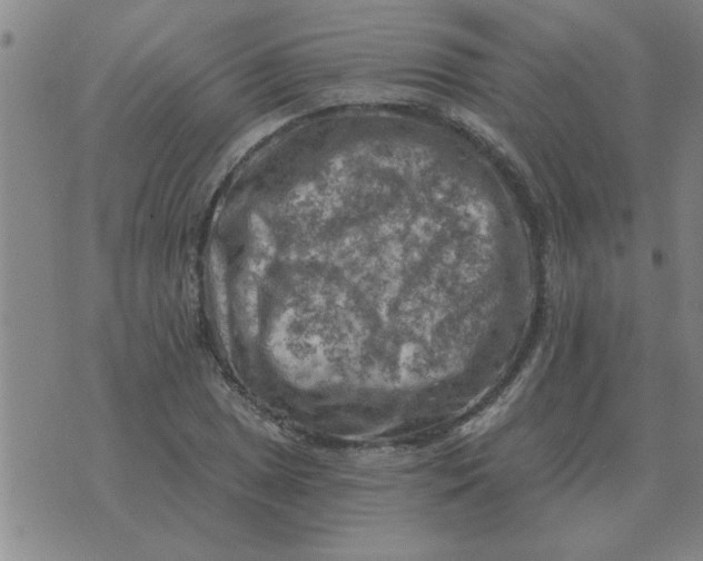 X0000074341025200609152117