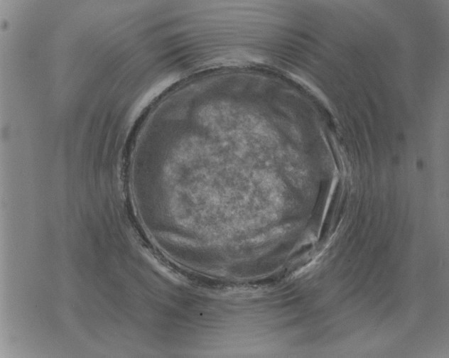 X0000074341026200609152117