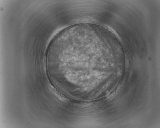 X0000074341035200609152117