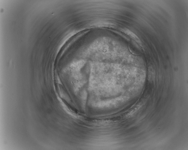 X0000074341039200609152117