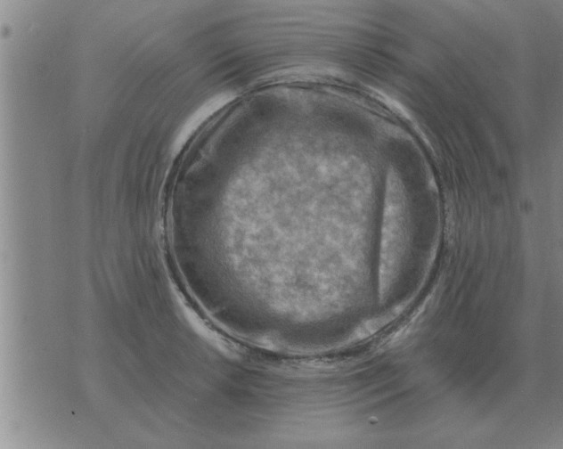 X0000074341042200609152117