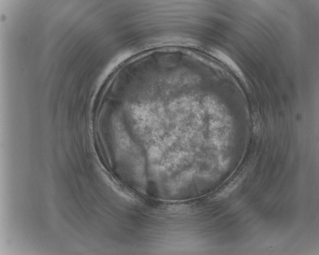 X0000074341043200609152117