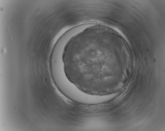 X0000074341054200609152117