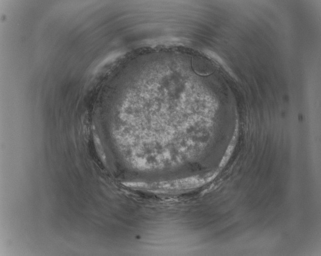 X0000074341063200609152116