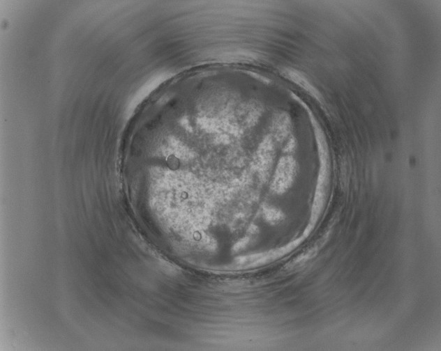 X0000074341071200609152116