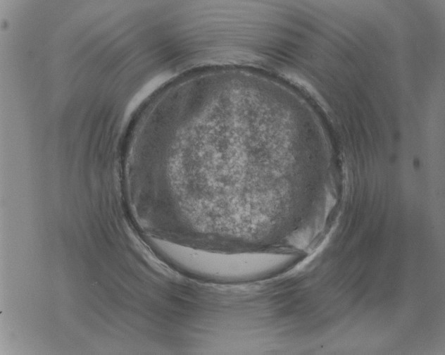 X0000074341114200609152115