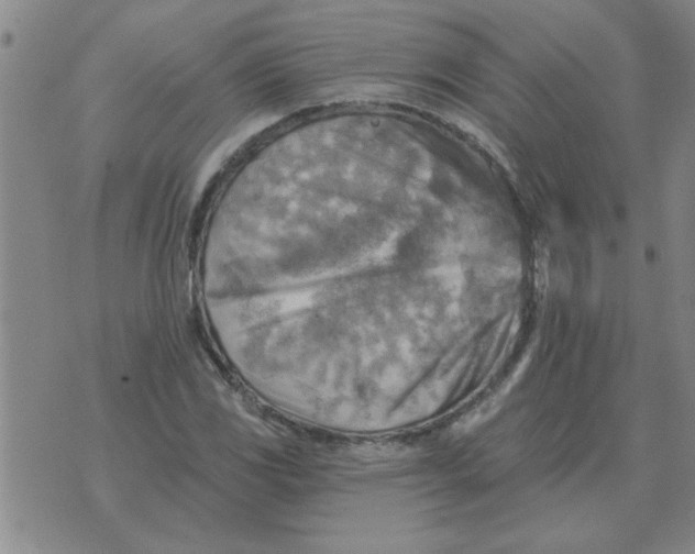 X0000074341117200609152115