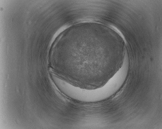 X0000074341146200609152115