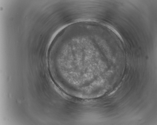 X0000074341148200609152115