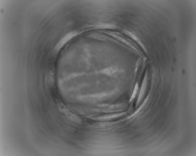 X0000074341163200609152115