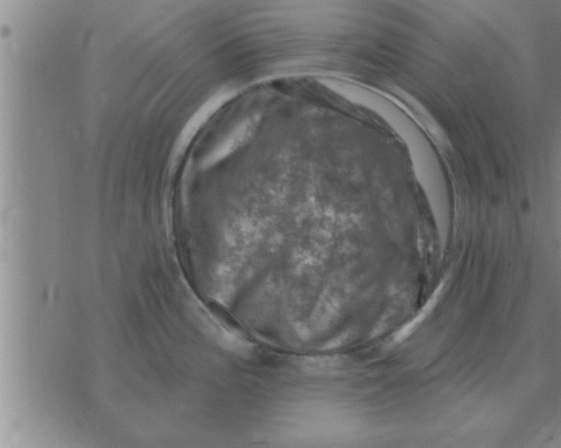 X0000074341196200609152114