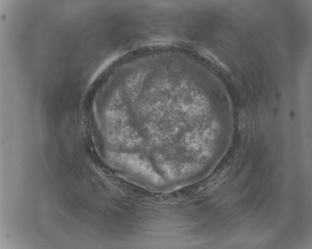 X0000074341208200609152113