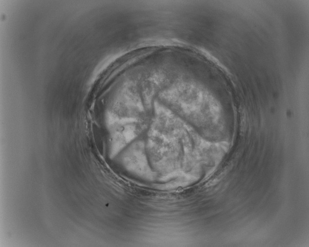 X0000074341215200609152113