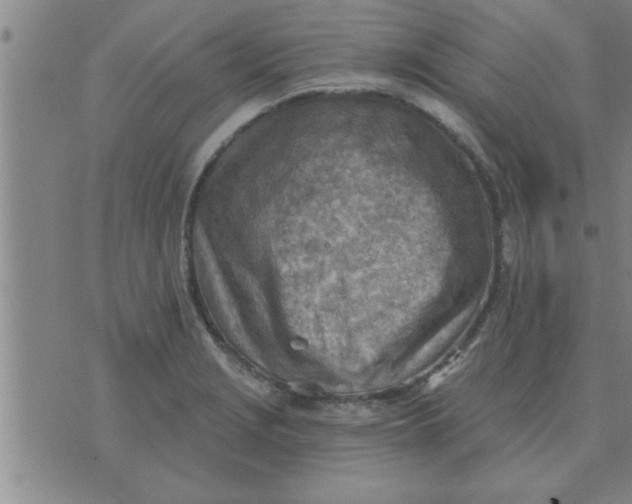 X0000074341229200609152114