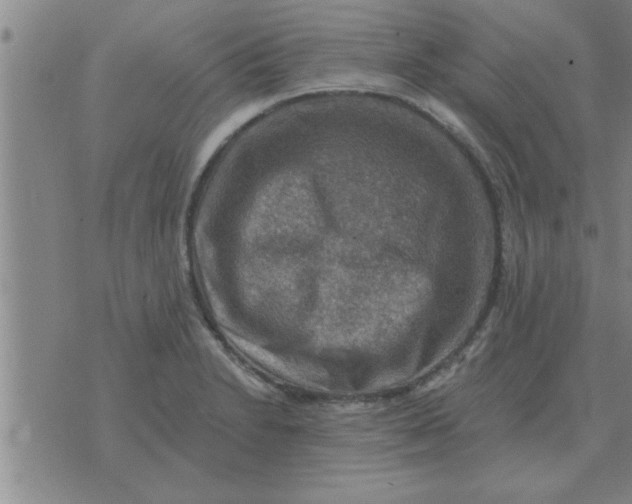 X0000074341230200609152114