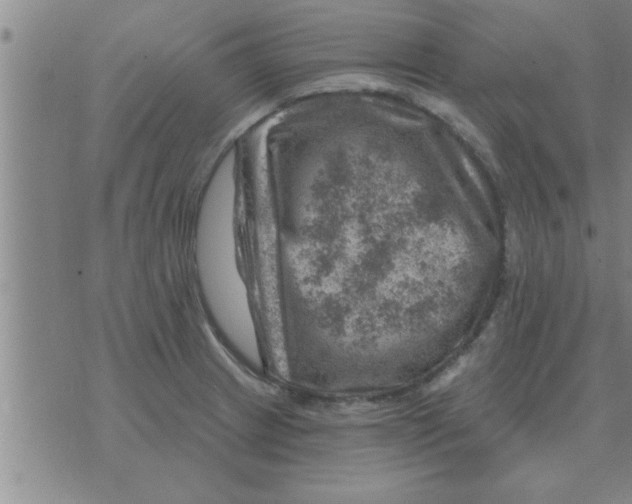 X0000074341233200609152114