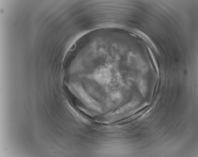 X0000074341244200609152114