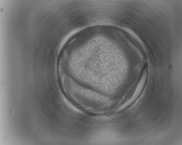 X0000074341246200609152114