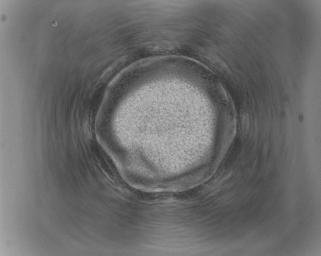 X0000074341250200609152113