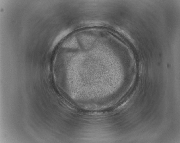 X0000074341261200609152113