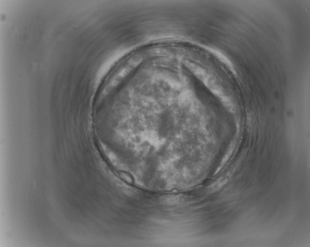 X0000074341279200609152113