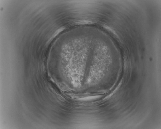 X0000074341305200609152112