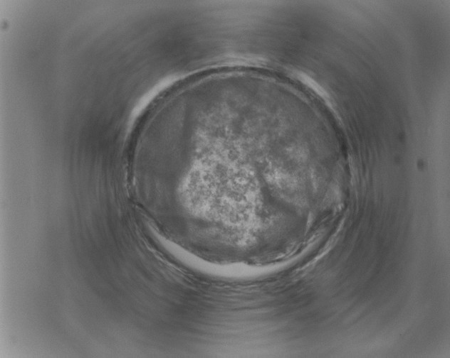 X0000074341310200609152112