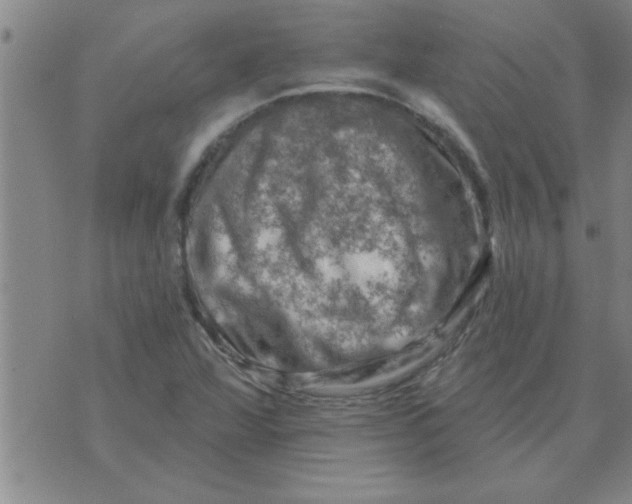 X0000074341360200609152111