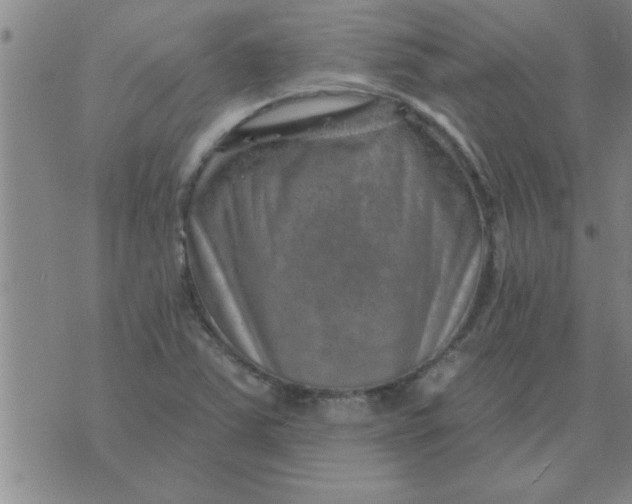 X0000074341363200609152111