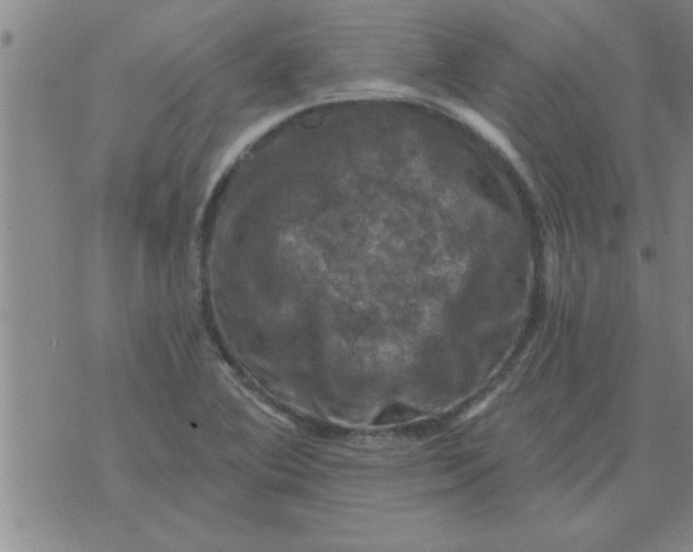 X0000074341364200609152111