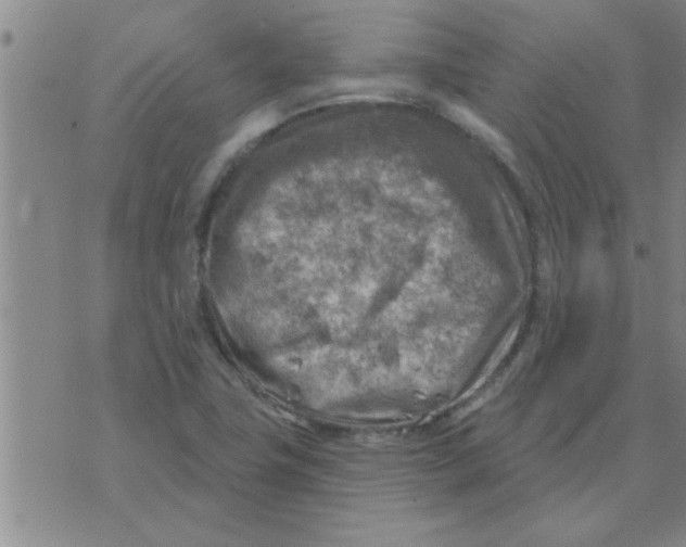 X0000074341411200609152110