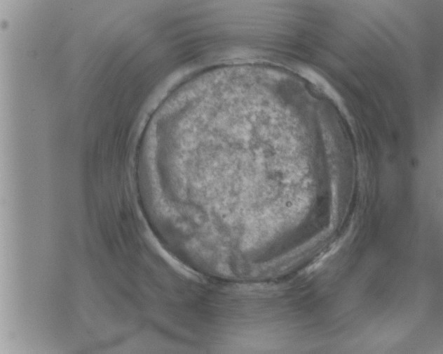 X0000074341429200609152111