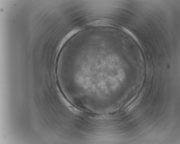 X0000074341434200609152111