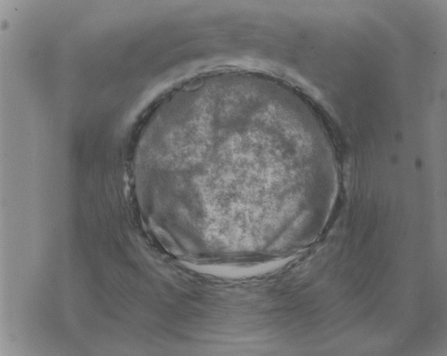 X0000074341496200609152109