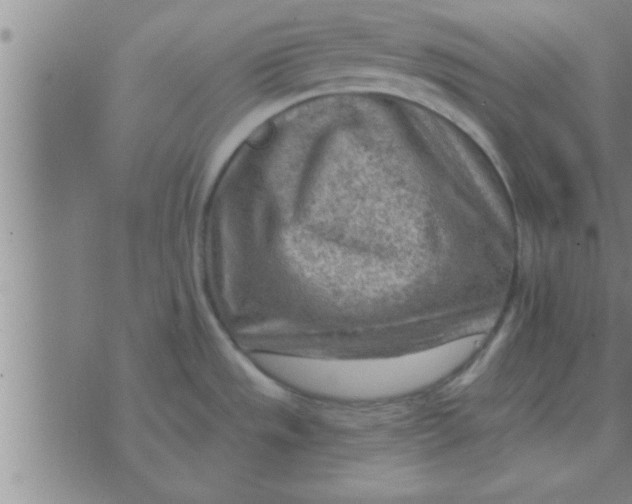 X0000074341533200609152109