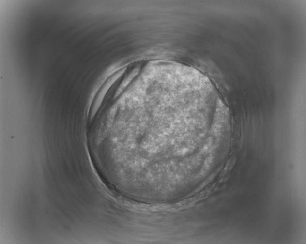 X0000074340003200609230130