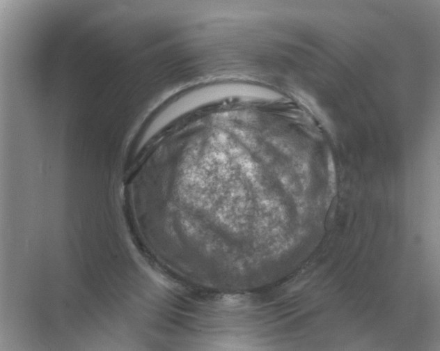 X0000074340060200609230129