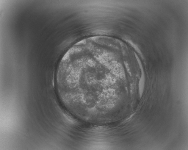 X0000074340062200609230129